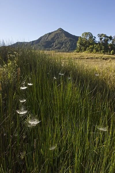Alpine grassland at Tari Gap Southern Highlands Papua New Guinea