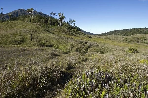 Alpine grassland at Tari Gap Southern Highlands Papua New Guinea