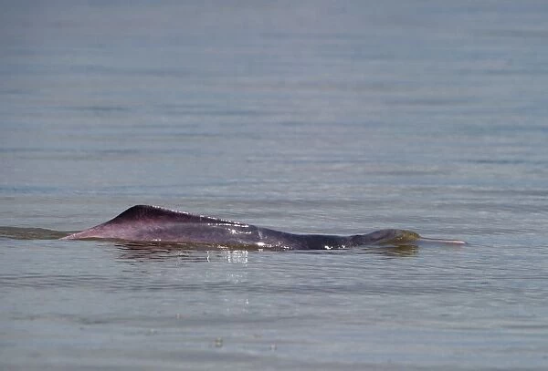 Amazon River Dolphin Inia geoffrensis River Amazon Iquitos Peru