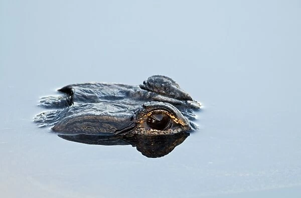 American Alligator Alligator mississippensis Anhinga Trail Florida Everglades