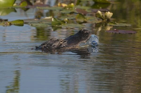 American Alligator attempting to eat a plastic bottle Anhinga Trail Florida Everglades