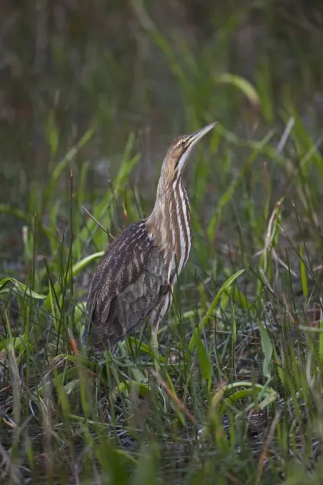 Framed Print : American Bittern Botaurus lentigonosus Florida Everglades USA Framed Print : American Bittern Botaurus lentigonosus Florida Everglades USA