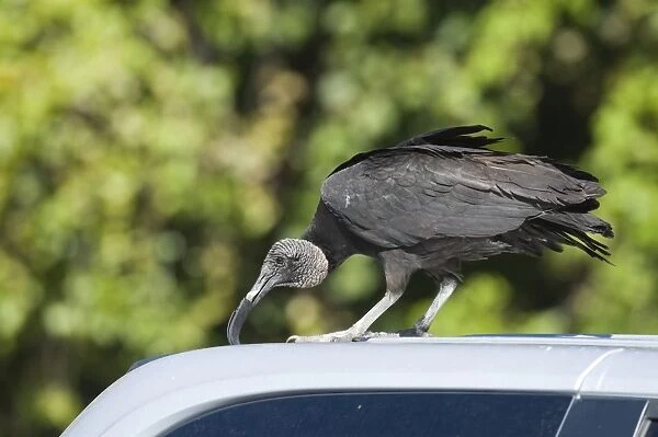 American Black Vulture Coragyps atratus pulling at rubber seal on parked car at Anhinga