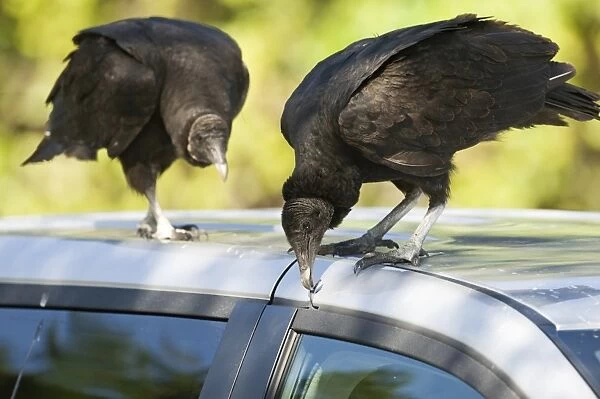 American Black Vulture Coragyps atratus pulling at rubber window seal on parked car