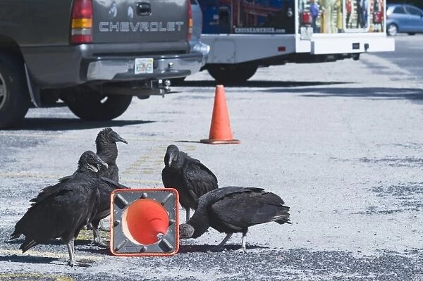 American Black Vultures Coragyps atratus trying pull a traffic bollard apart in car