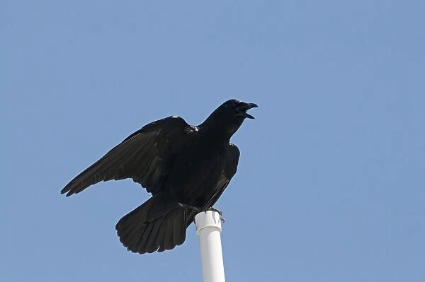 American Crow Corvus brachyrhynchos Florida Everglades