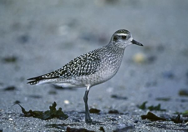 American Golden Plover Pluvialis dominica juvenile vagrant on Isles of Scilly October