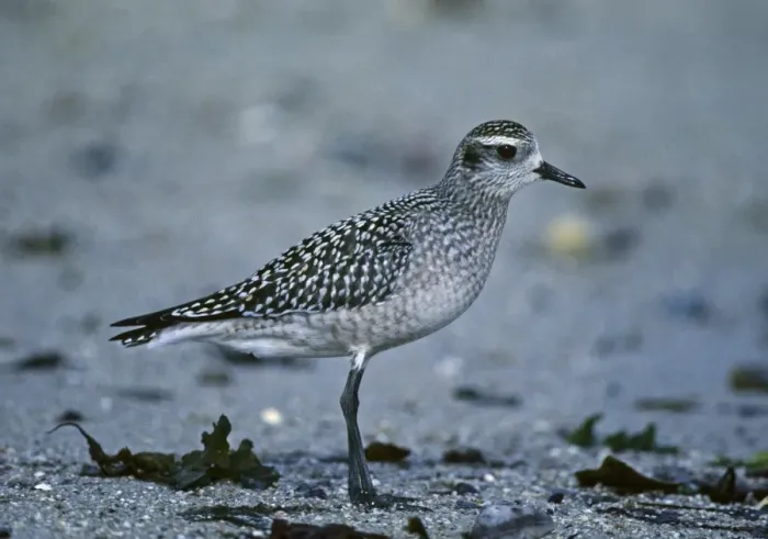 Framed Print : American Golden Plover Pluvialis dominica juvenile vagrant on Isles of Scilly October Framed Print : American Golden Plover Pluvialis dominica juvenile vagrant on Isles of Scilly October