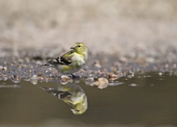 Framed Print : American Goldfinch Carduelis tristis female at water Nebraska USA April