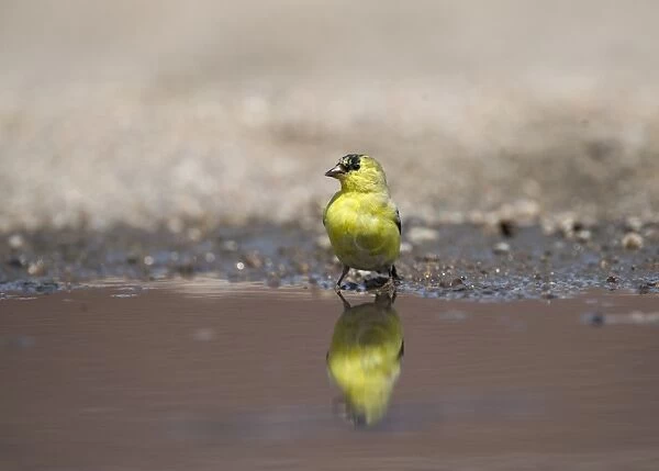 American Goldfinch Carduelis tristis male at water Nebraska USA April