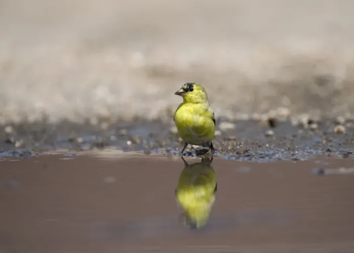 Framed Print : American Goldfinch Carduelis tristis male at water Nebraska USA April