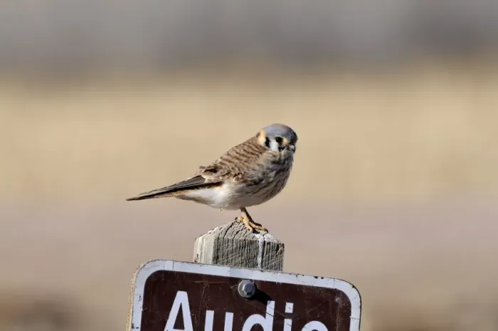 Framed Print : American Kestrel male New Mexico USA Framed Print : American Kestrel male New Mexico USA