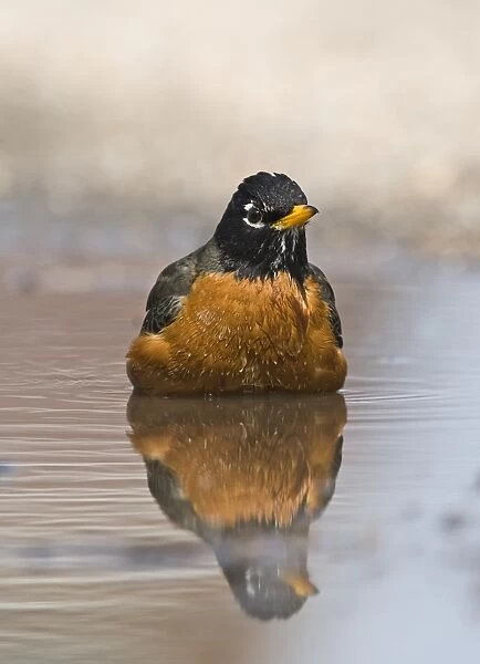 American Robin Turdus migratorius male bathing Nebraska USA April
