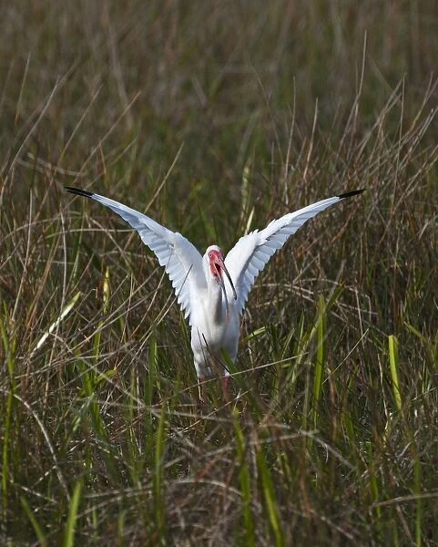 American White Ibis Eudocimus albus Anhinga Trail Florida USA