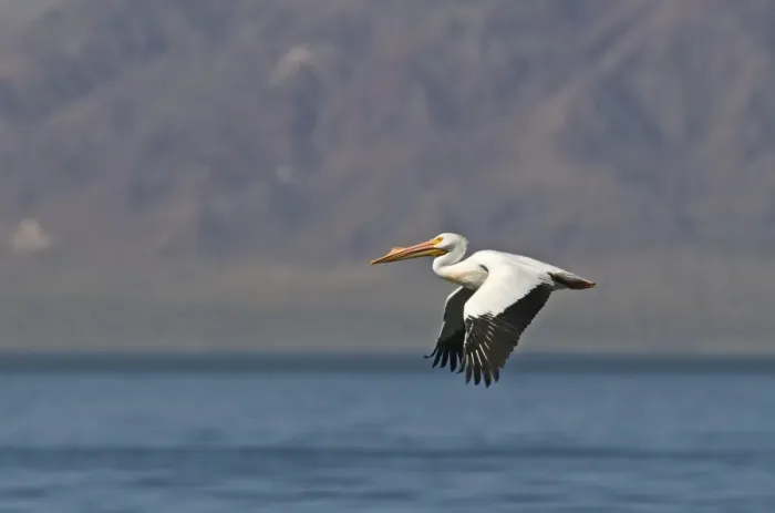 Framed Print : American White Pelican Pelecanus erythrorhynchos Salton Sea California USA April Framed Print : American White Pelican Pelecanus erythrorhynchos Salton Sea California USA April
