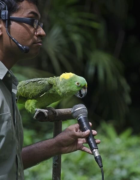 Amigo a Yellow-naped Amazon Parrot and the star of the Birds N Buddies Show at Jurong
