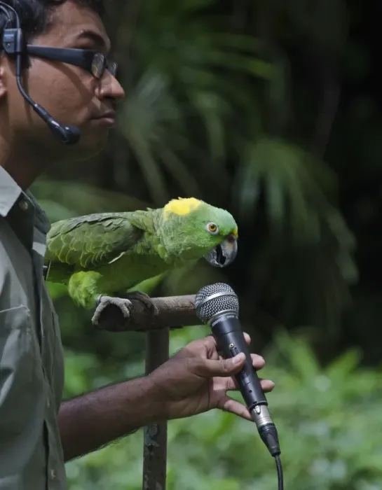 Framed Print : Amigo a Yellow-naped Amazon Parrot and the star of the Birds N Buddies Show at Jurong Framed Print : Amigo a Yellow-naped Amazon Parrot and the star of the Birds N Buddies Show at Jurong