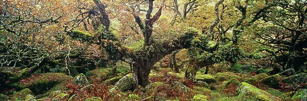 Ancient Sessile Oaks in Wistmans Wood, Dartmoor