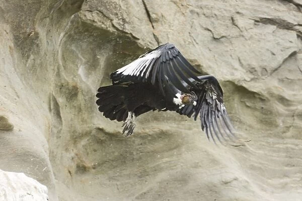 Andean Condor Vultur gryphus male leaving roosting ledge S.Chile November