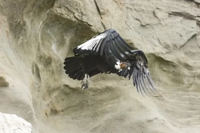 Framed Print : Andean Condor Vultur gryphus male leaving roosting ledge S. Chile November Framed Print : Andean Condor Vultur gryphus male leaving roosting ledge S. Chile November
