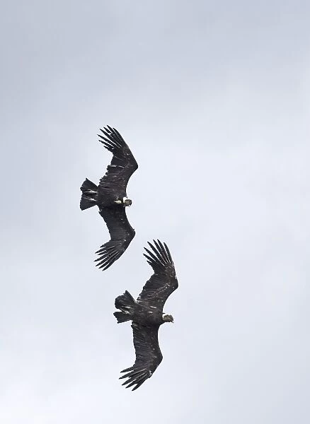 Andean Condor Vultur gryphus pair in display flight Patagonian Chile November
