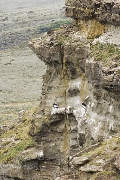 Andean Condor Vultur gryphus on roosting ledge S. Chile November