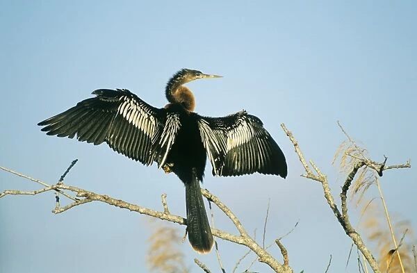 Anhinga drying wings Florida Everglades USA