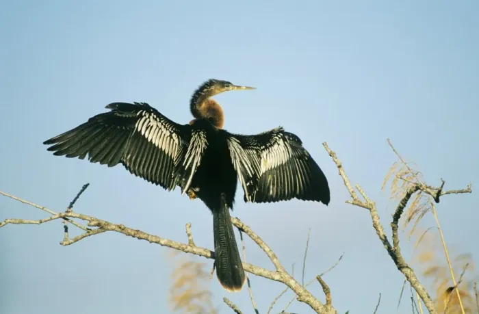 Framed Print : Anhinga drying wings Florida Everglades USA Framed Print : Anhinga drying wings Florida Everglades USA