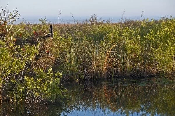 Anhinga in Everglades landscape on Anhinga Trail Florida Everglades