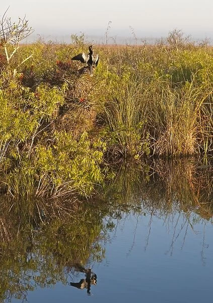 Anhinga in Everglades landscape on Anhinga Trail Florida Everglades