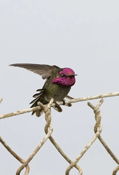 Annas Hummingbird Calypte anna on garden fence San Diego California USA