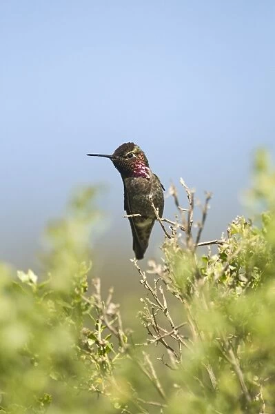 Annas Hummingbird Calypte anna San Diego California USA April