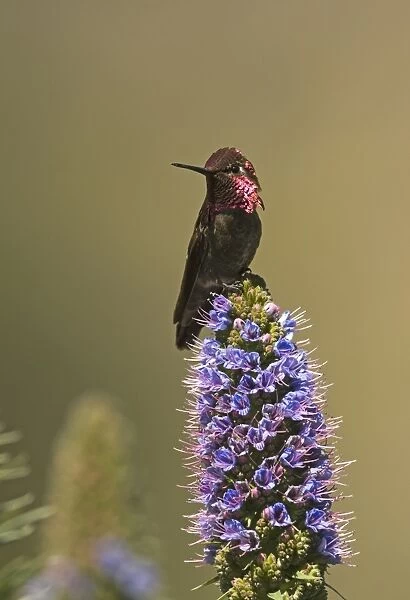 Annas Hummingbird Calypte anna San Diego California USA April
