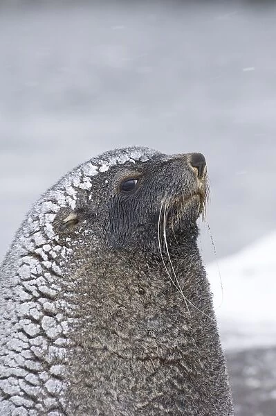 Antarctic Fur Seal Arctocephalus gazella South Georgia October