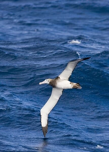 Antipodean Albatross Diomedea [exulans} antipodensis midway between Falklands & S