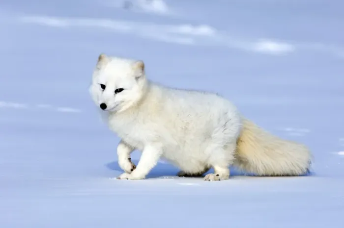 Framed Print : Arctic Fox Alopex lagopus native to Arctic regions of Asia, Europe & America (C) Framed Print : Arctic Fox Alopex lagopus native to Arctic regions of Asia, Europe & America (C)