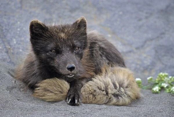 Arctic Fox on St Paul Island Pribilofs Alaska USA summer