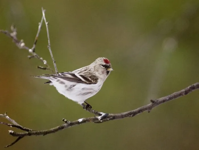 Framed Print : Arctic Redpoll Carduelis hornemmani Northern Finland March Framed Print : Arctic Redpoll Carduelis hornemmani Northern Finland March