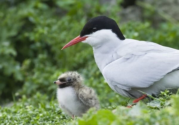 Arctic Tern with chick Inner Farne Northumberland