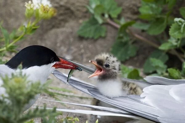 Arctic Tern Sterna paradisaea feeding chick Inner Farne Northumberland July UK