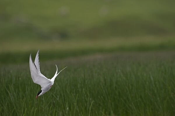 Arctic Tern Sterna paradisaea fishing on loch Fetlar Shetland June
