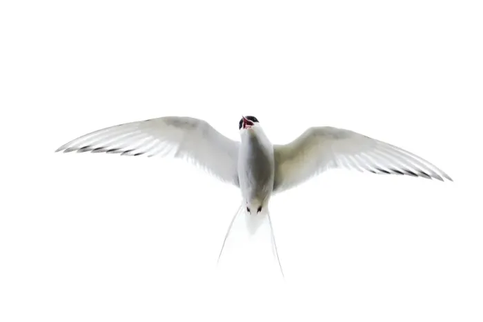 Framed Print : Arctic Tern Sterna paradisaea Shetland UK June Framed Print : Arctic Tern Sterna paradisaea Shetland UK June