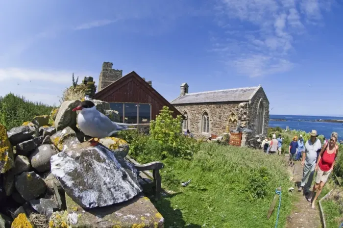 Framed Print : Arctic Tern & visitors on Inner Farne Farne Islands Northumberland summer