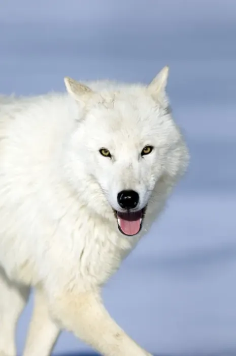 Framed Print : Arctic (White) Wolf native to Ellesmere Island / Greenland January Framed Print : Arctic (White) Wolf native to Ellesmere Island / Greenland January