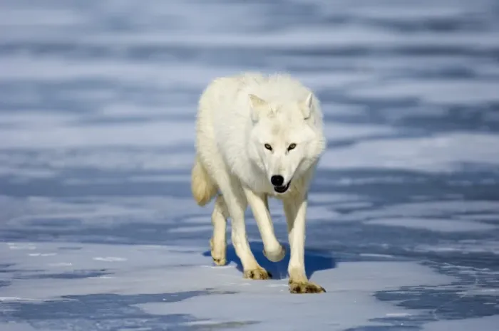 Framed Print : Arctic (White) Wolf native to Ellesmere Island / Greenland January Framed Print : Arctic (White) Wolf native to Ellesmere Island / Greenland January