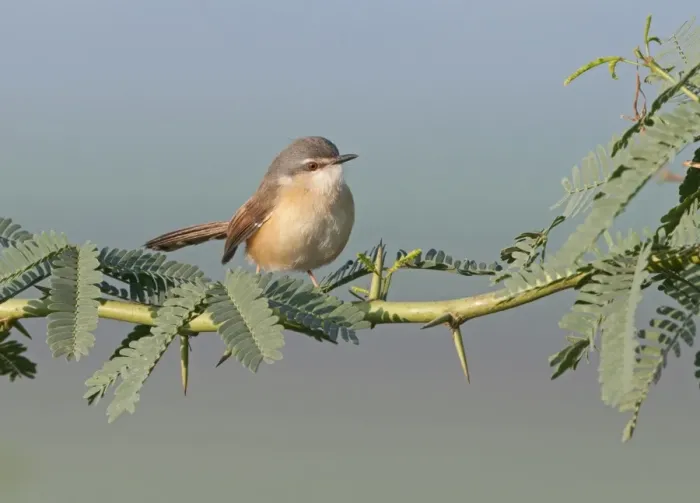 Framed Print : Ashy Prinia Prinia socialis Northern India
