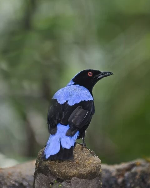 Asian Fairy-bluebird, Irena puella male Singapore