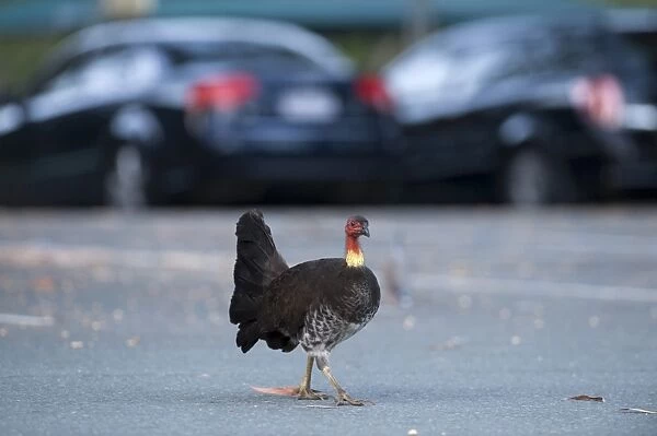 Australian Brush Turkey Alectura lathami striding across car park in Noosa Queensland