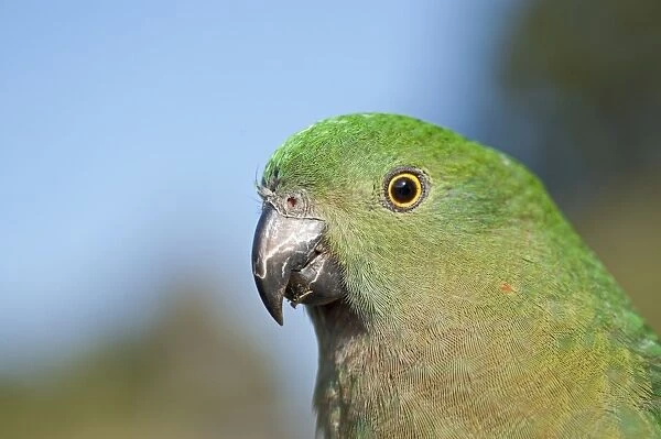 Australian King Parrot Alisterus scapularis female Lamington NP Queensland Australia