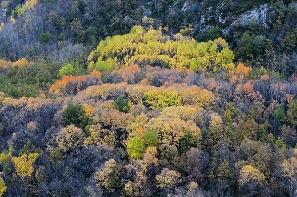 Autumn colour in Spanish Pyrenees near Tremp autumn Spain